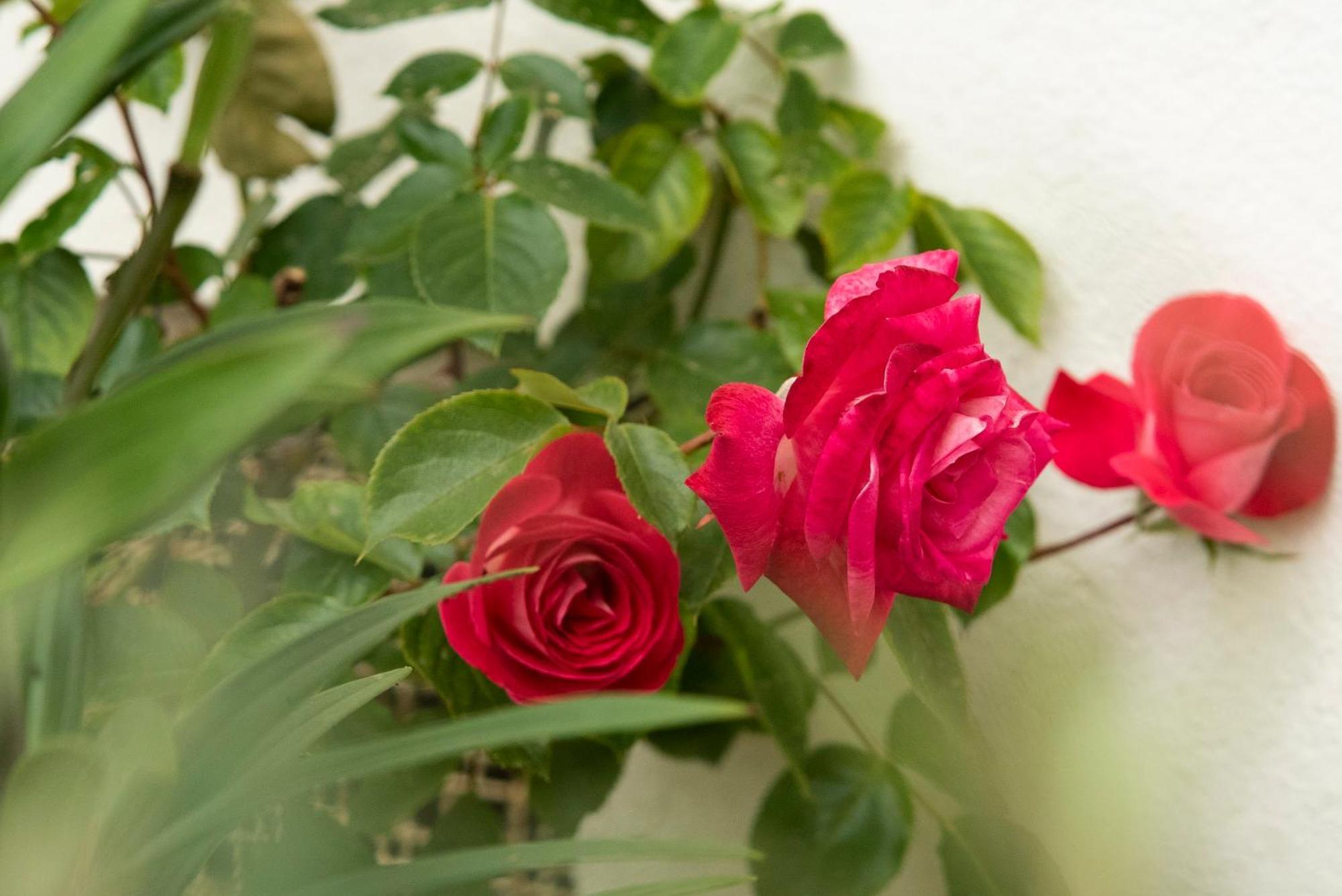 Growth House Bed & Breakfast Porto Eksteriør bilde